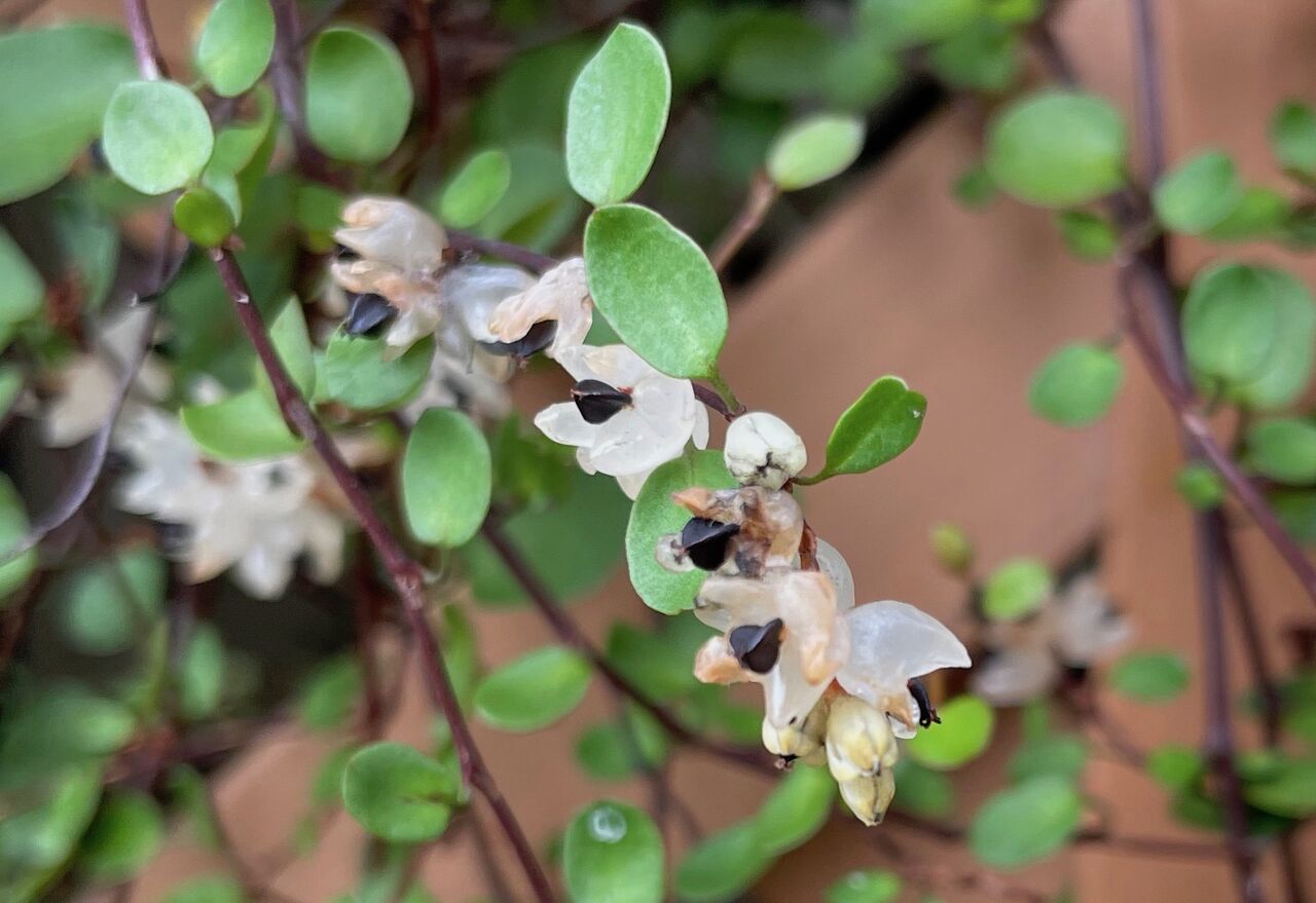 ワイヤープランツの実 22 9 2 神田耳鼻咽喉科 院長のブログ 時々釣り日記 昆虫飼育