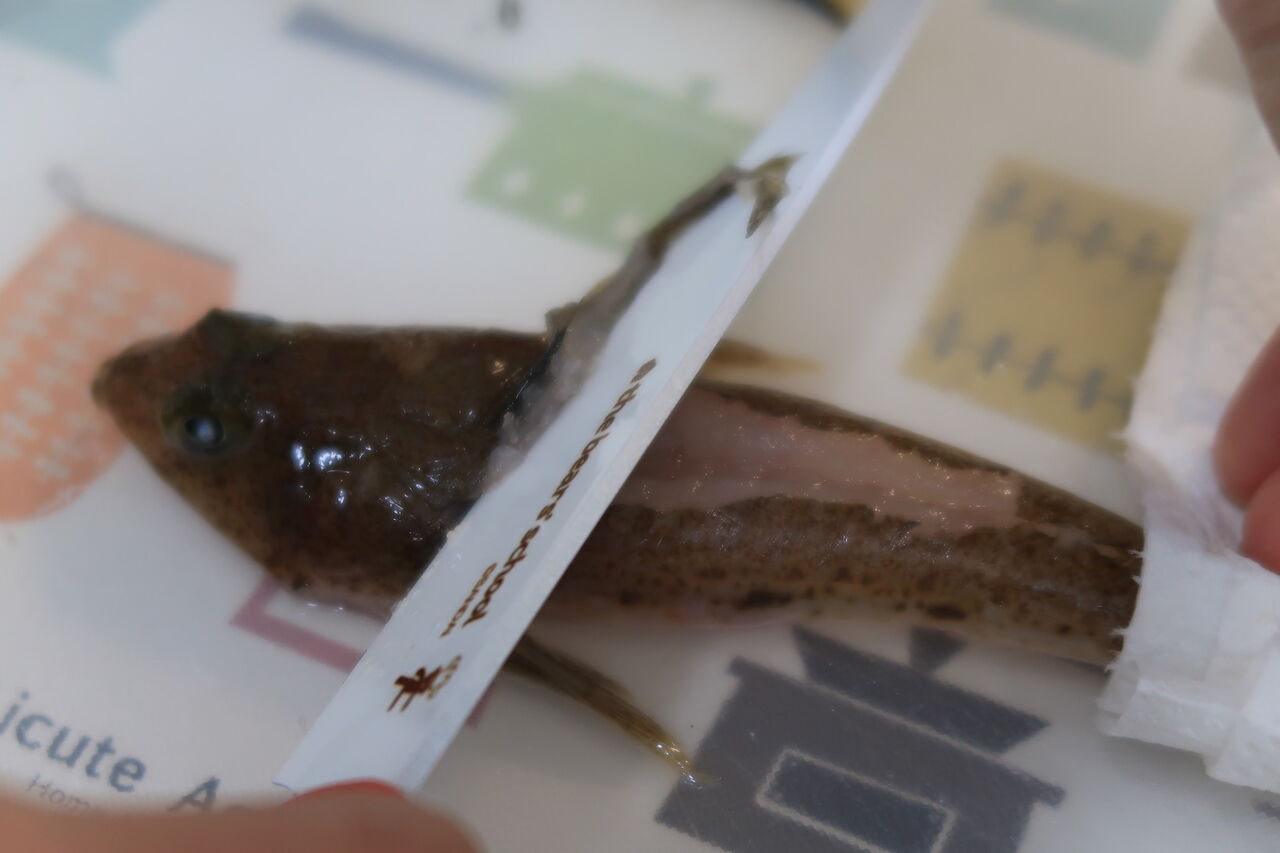 メゴチの松葉おろし 神田耳鼻咽喉科 院長のブログ 時々釣り日記 昆虫飼育