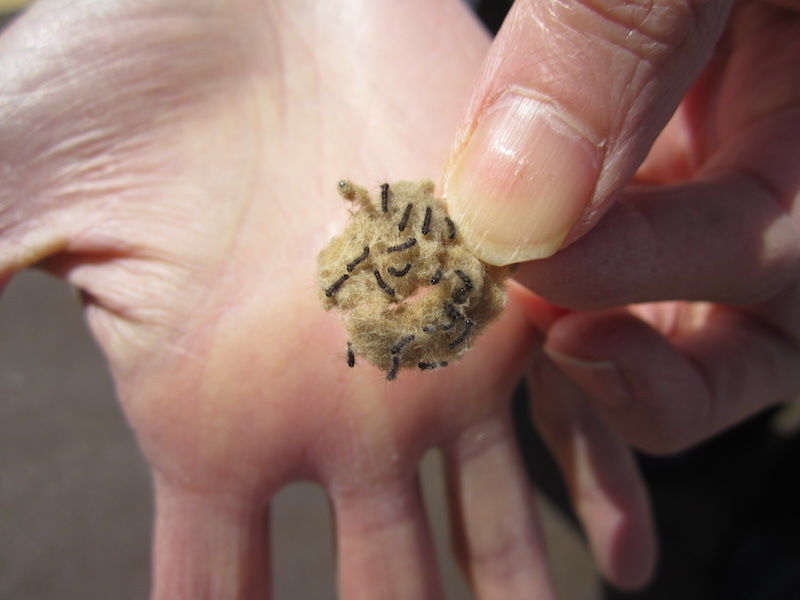 マイマイガの幼虫発生 神田耳鼻咽喉科 院長のブログ 時々釣り日記 昆虫飼育