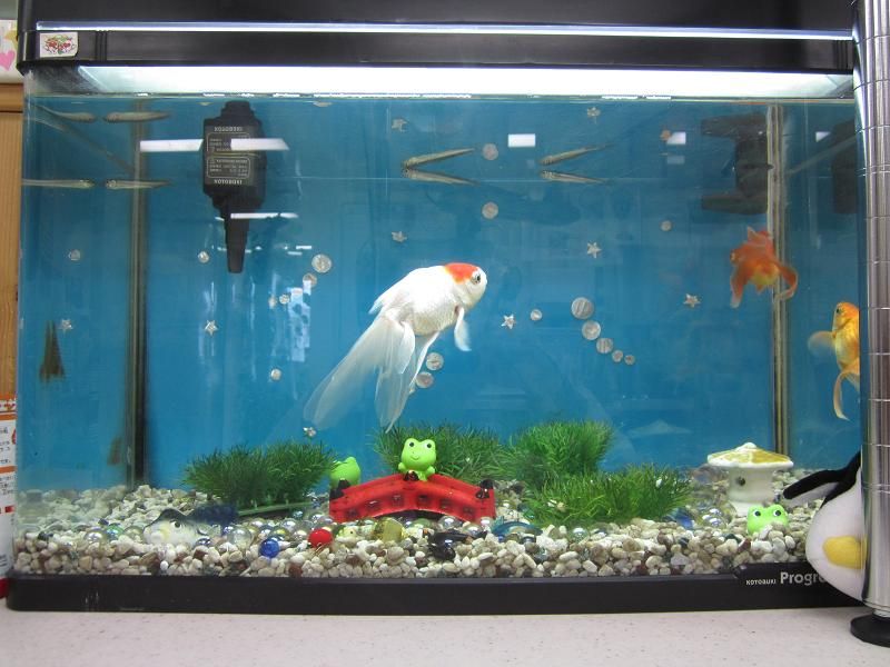 金魚の水槽のワカサギが３匹まで減ってしまった 神田耳鼻咽喉科 院長のブログ 時々釣り日記 昆虫飼育