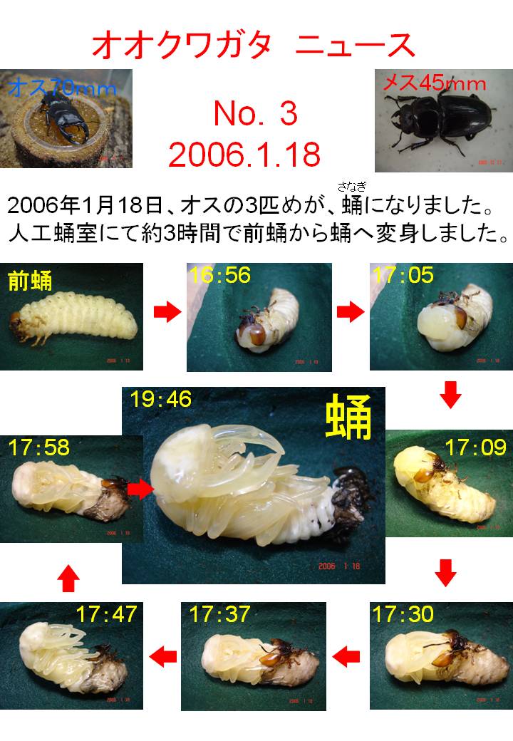 オオクワガタの蛹化 神田耳鼻咽喉科 院長のブログ 時々釣り日記 昆虫飼育