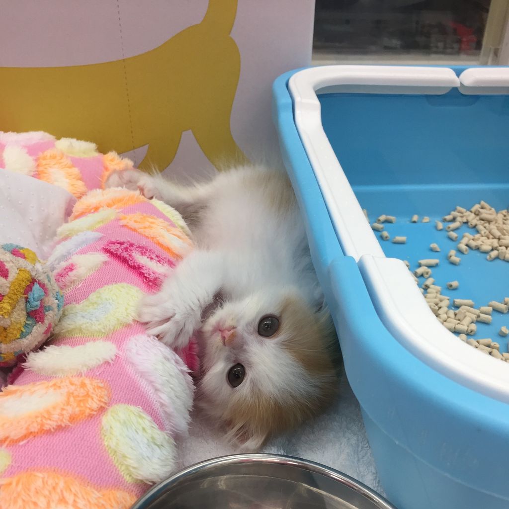 新しいにゃんこちゃんの様子 O わん100 ワンハンドレッド 四街道店 新しいにゃんこちゃんの様子 O わん100 ワンハンドレッド 四街道店