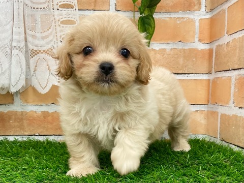 かねだい四街道店ブログ