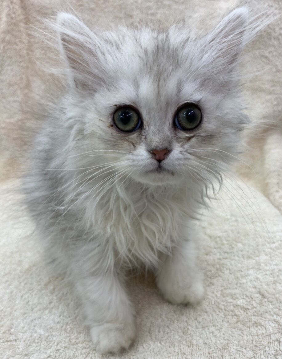 かねだい四街道店ブログ 犬 猫