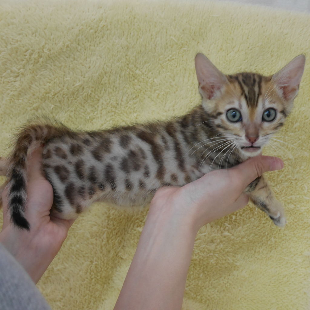 わん１００ ワンハンドレッド 四街道店 17年05月