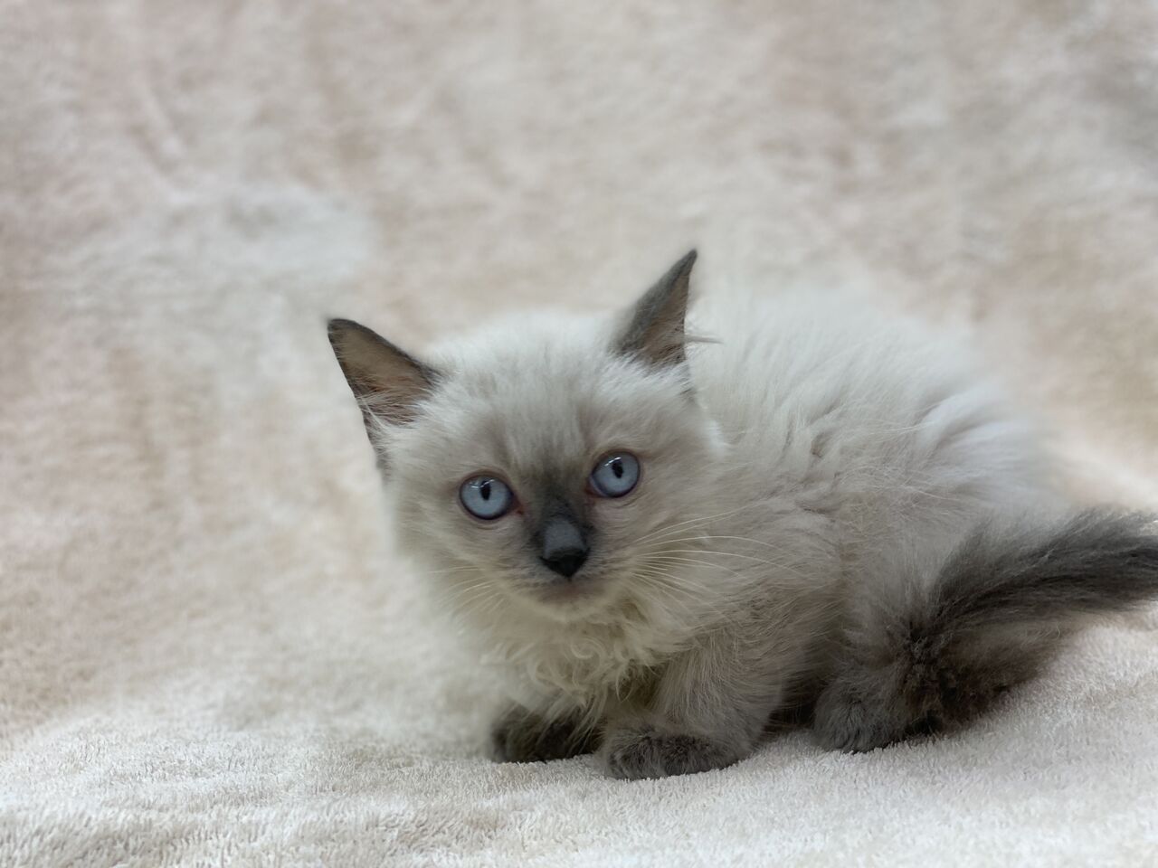 かねだい四街道店ブログ 犬 猫