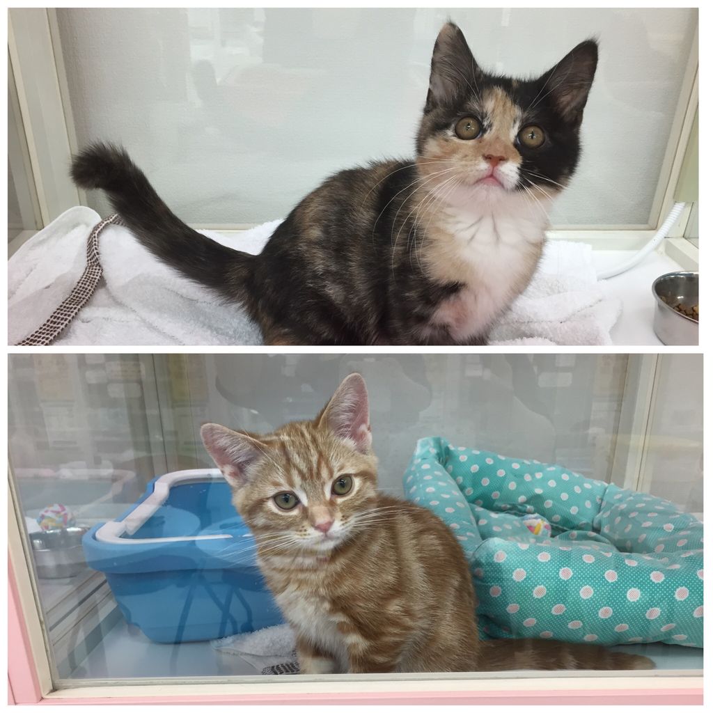 にゃんこちゃん わん100 ワンハンドレッド 四街道店 にゃんこちゃん わん100 ワンハンドレッド 四街道店