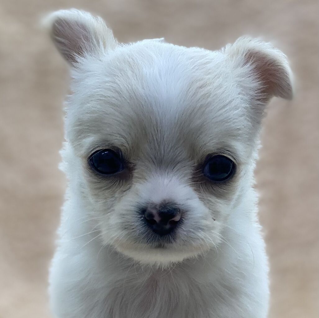 ピンチ 錆び インディカ かねだい 犬 南方の 四面体 コーラス