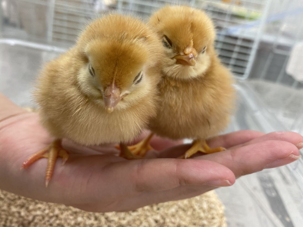 新しいひよこちゃん入りました わん１００ ワンハンドレッド 四街道店