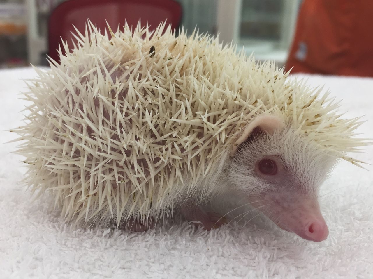 モモンガハウス(ハリネズミ柄Ver.4)ボアグレー  1850円 モモンガハウス(ハリネズミ柄Ver.4)ボアグレー 1850円