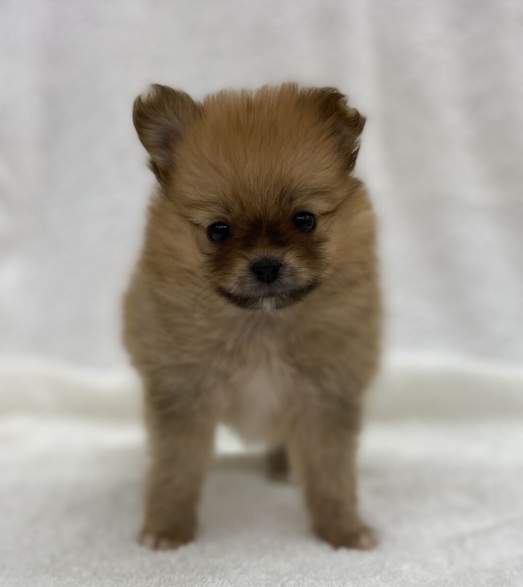 かねだい四街道店ブログ