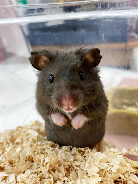 可愛いうさぎちゃん ハムスターちゃん 入りました わん100 ワンハンドレッド 四街道店 可愛いうさぎちゃん ハムスターちゃん 入りました わん100 ワンハンドレッド 四街道店