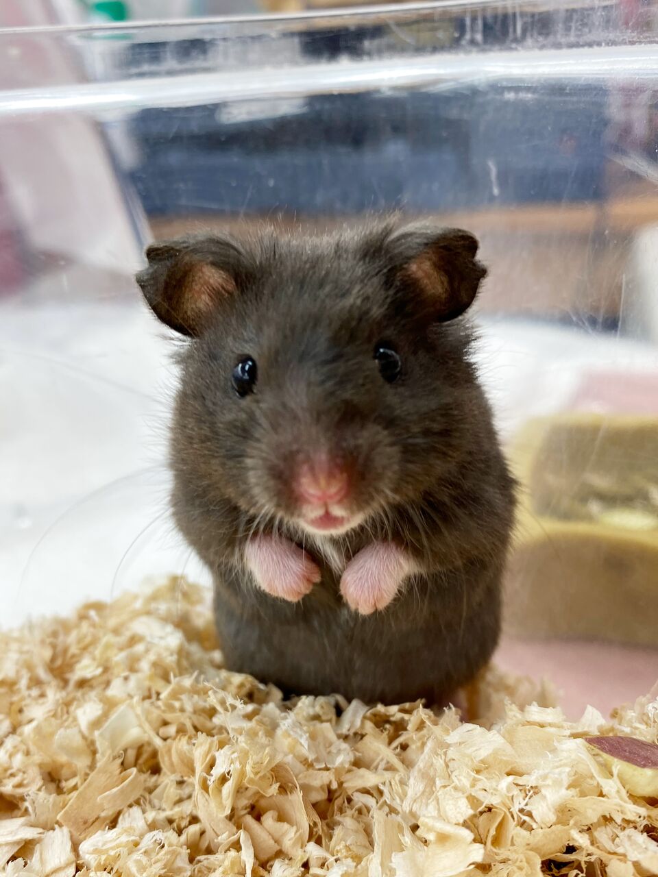 可愛いうさぎちゃん ハムスターちゃん 入りました わん100 ワンハンドレッド 四街道店 可愛いうさぎちゃん ハムスターちゃん 入りました わん100 ワンハンドレッド 四街道店