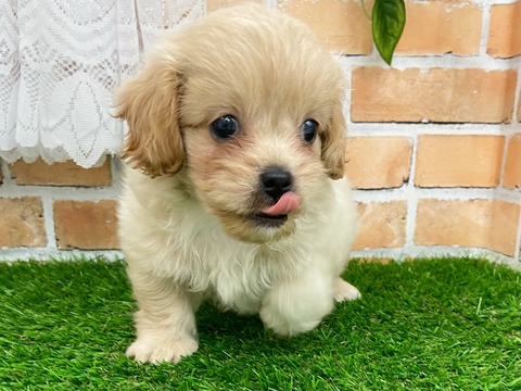 かねだい四街道店ブログ