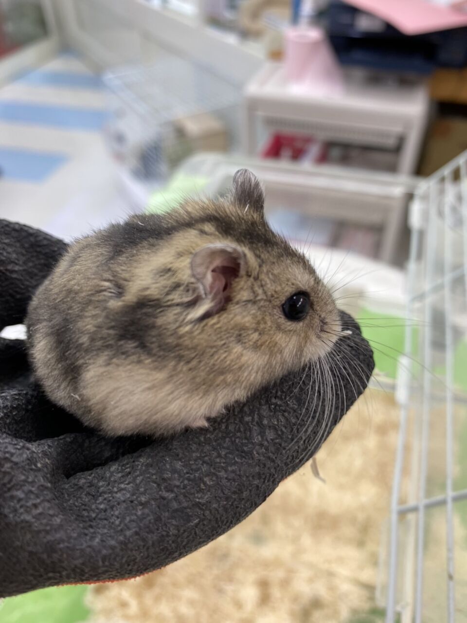 ハムスターちゃんお店にいます わん１００ ワンハンドレッド 四街道店