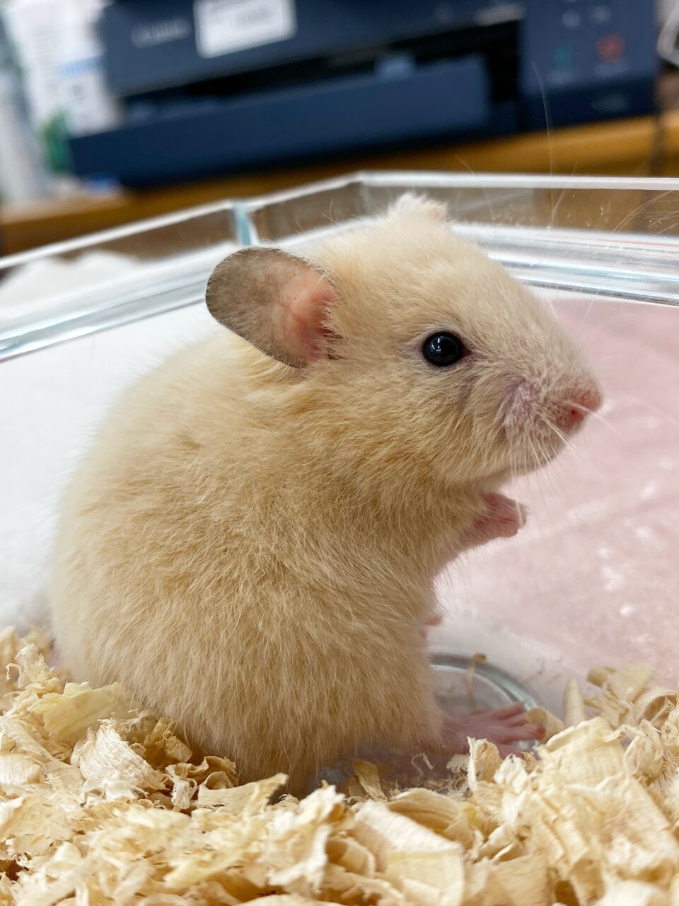 可愛いうさぎちゃん ハムスターちゃん 入りました わん100 ワンハンドレッド 四街道店 可愛いうさぎちゃん ハムスターちゃん 入りました わん100 ワンハンドレッド 四街道店