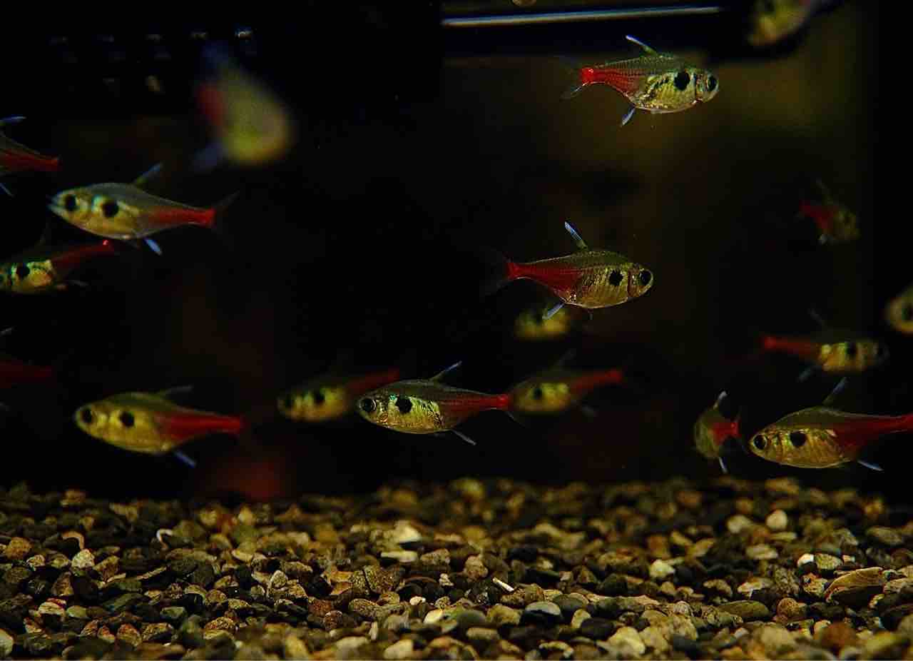 熱帯魚入荷　良個体集まってます。 10月25日(金)熱帯魚入荷情報✨ : かねだい足立店ブログ