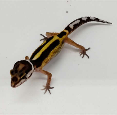 Polish_20240903_152923561