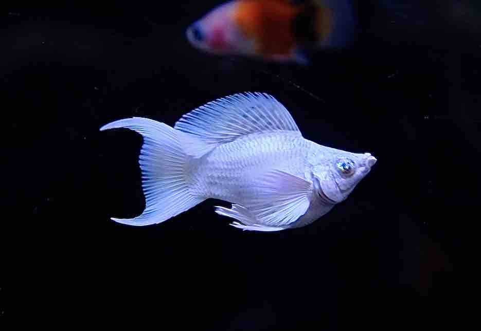 9月5日(金)熱帯魚入荷情報②🐟 : かねだい足立店ブログ