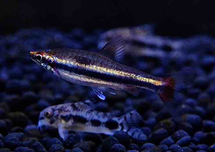 4月10日(木)熱帯魚入荷情報①? : かねだい足立店ブログ