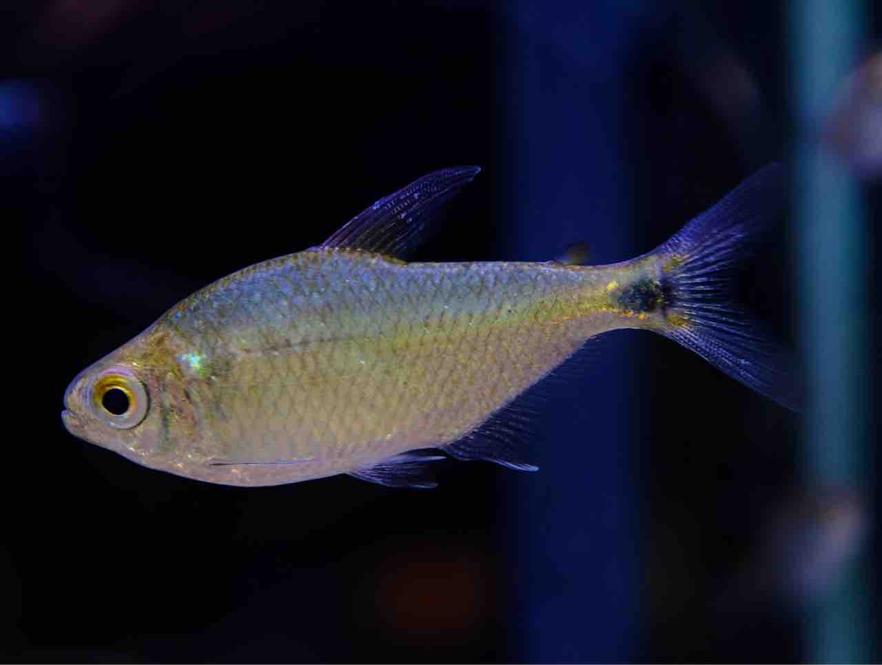 足立店熱帯魚限定特価🔥】 : かねだい足立店ブログ