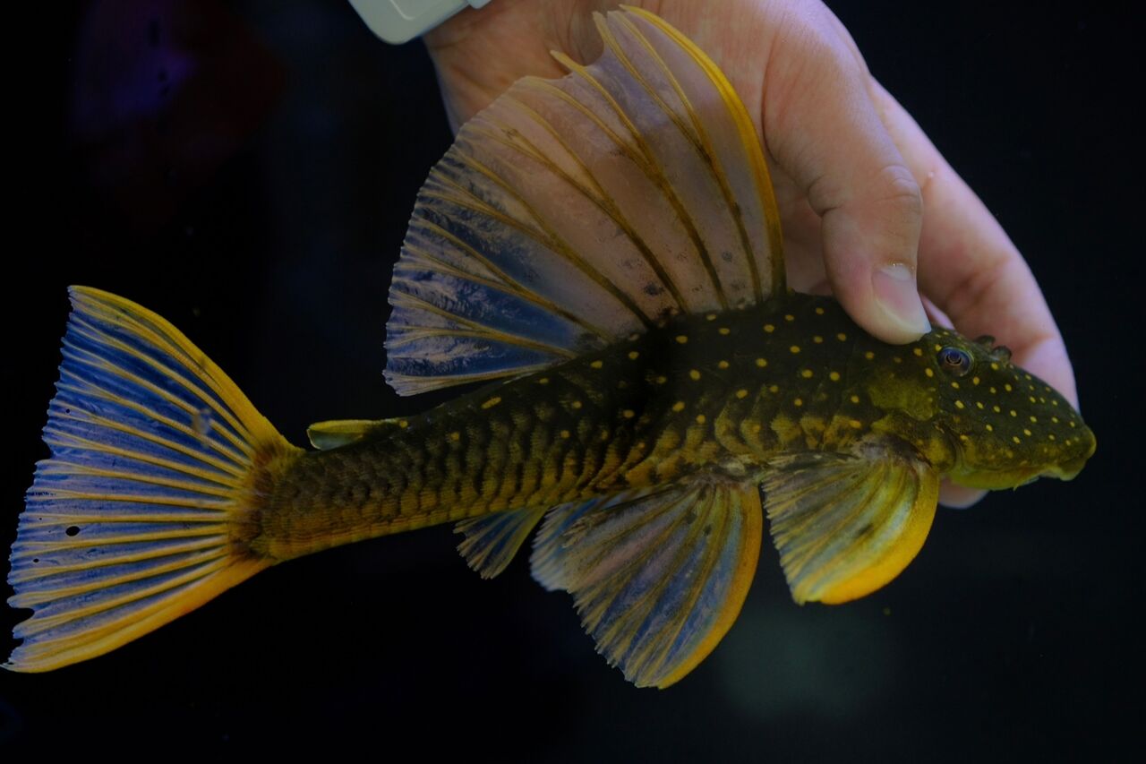 熱帯魚 生体)フラワーホーン おまかせ個体 （約8-12cm前後