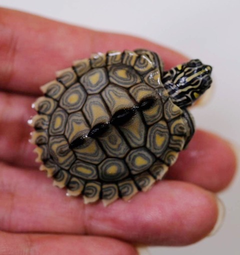 Polish_20231002_174603477