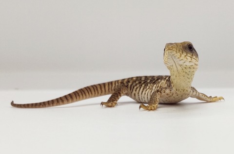 Polish_20250304_170522188