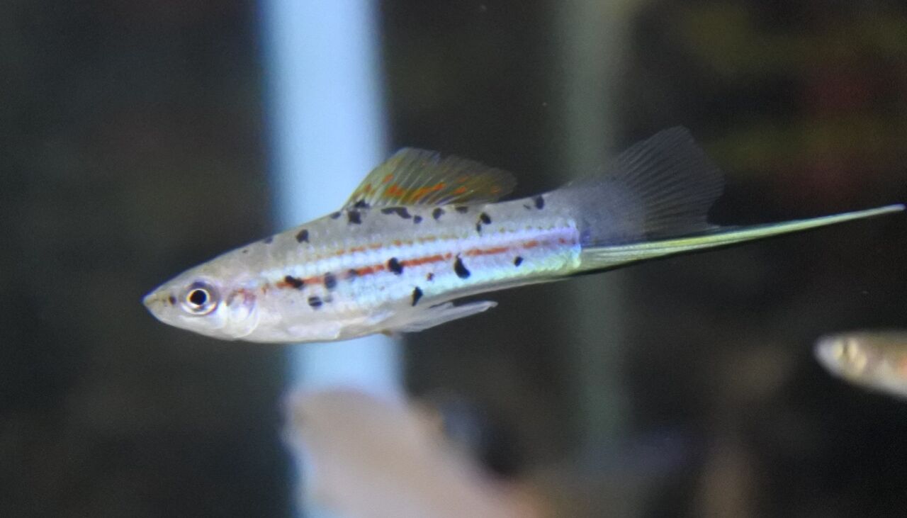 10月13日(木)熱帯魚入荷情報！ : かねだい足立店ブログ