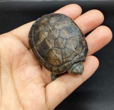 Polish_20230227_170550356