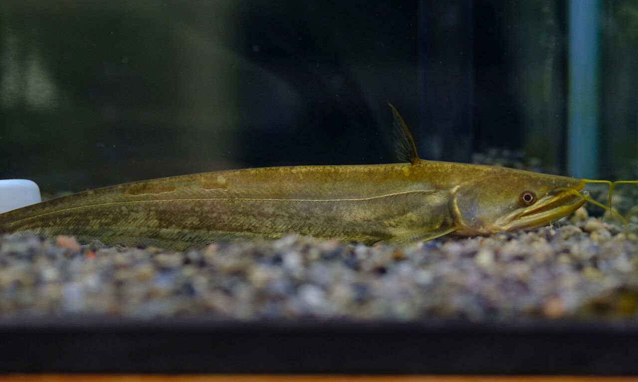熱帯魚　
アロワナ インター熱帯魚]先週末までの分！ | 名古屋のペットショップRemix