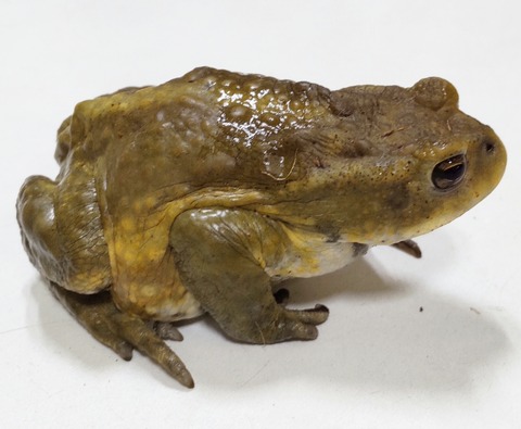 Polish_20240214_144917386