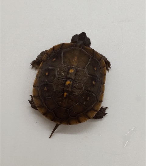 Polish_20240917_154918108