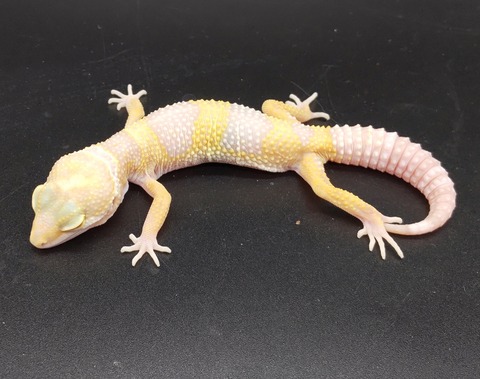 Polish_20231226_180906421