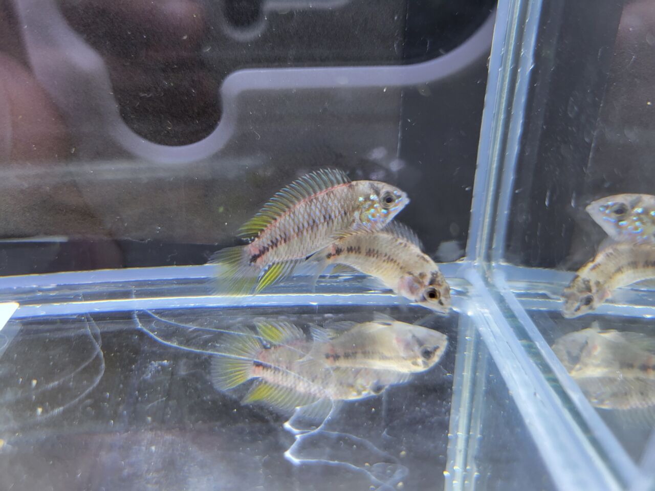 1月23日(日) 熱帯魚入荷情報 : かねだい足立店ブログ