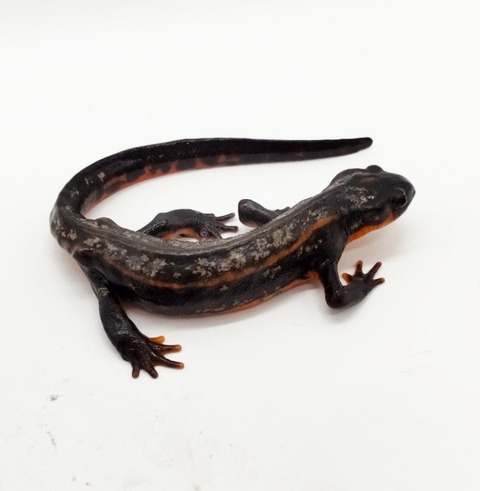 Polish_20250224_172548743