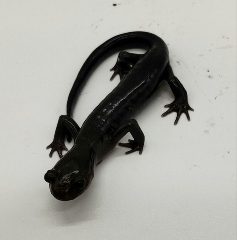 Polish_20240522_170423056