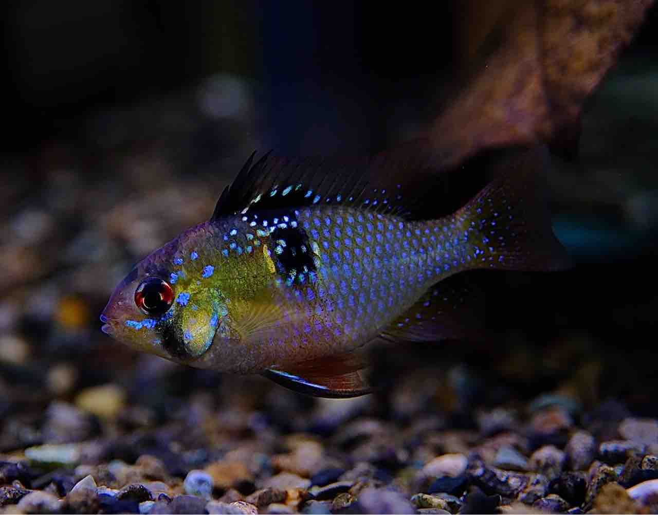 7月3日(木)熱帯魚入荷情報①? : かねだい足立店ブログ