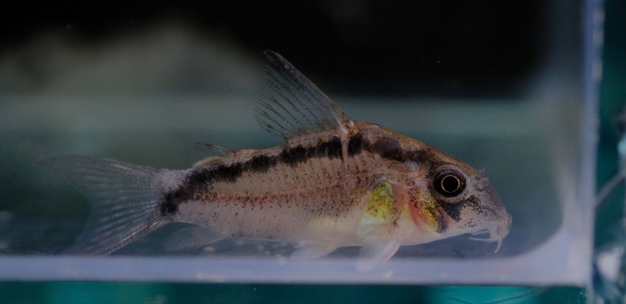 9月21日(木)熱帯魚入荷情報✨ : かねだい足立店ブログ