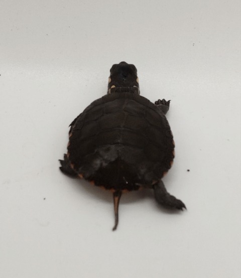 Polish_20240812_185353021