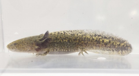 Polish_20240522_172953827