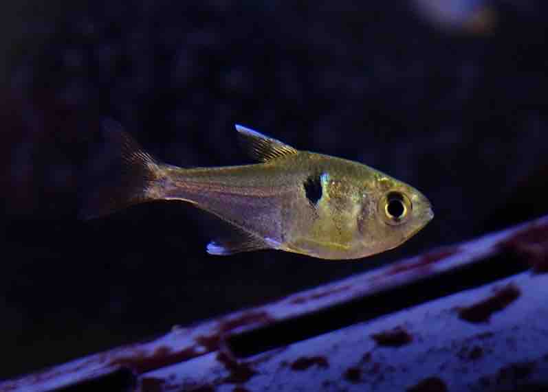 足立店熱帯魚限定特価🔥】 : かねだい足立店ブログ