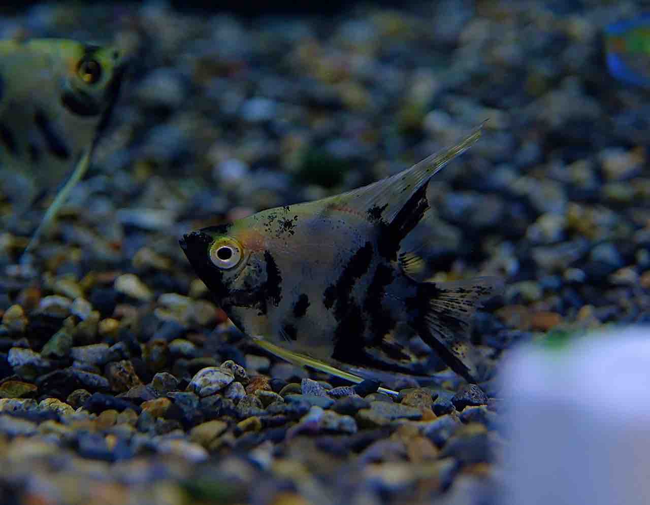 7月2日(木)熱帯魚入荷情報🐟 : かねだい足立店ブログ