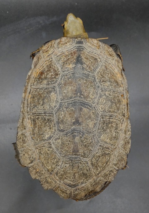 Polish_20231213_160659726