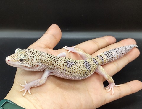 Polish_20230420_142109728