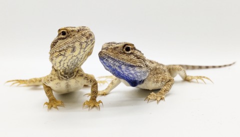 Polish_20250408_160247895