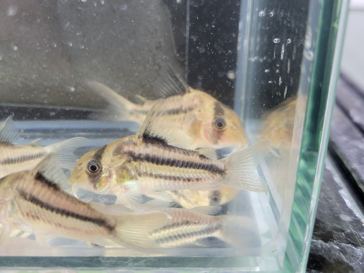 5月14日 土 熱帯魚入荷情報 かねだい足立店ブログ