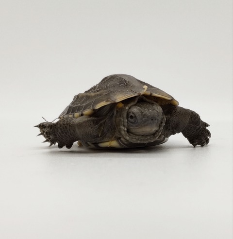 Polish_20240624_160417016