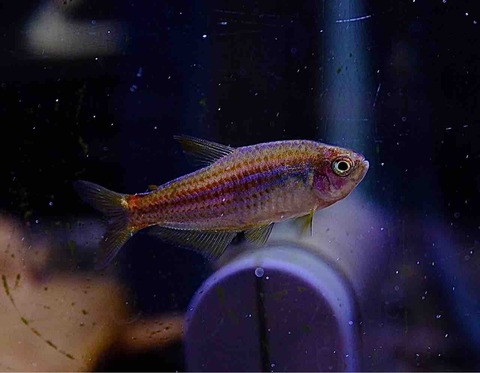 5月23日(金)熱帯魚入荷情報&入荷予定情報🐟 : かねだい足立店ブログ