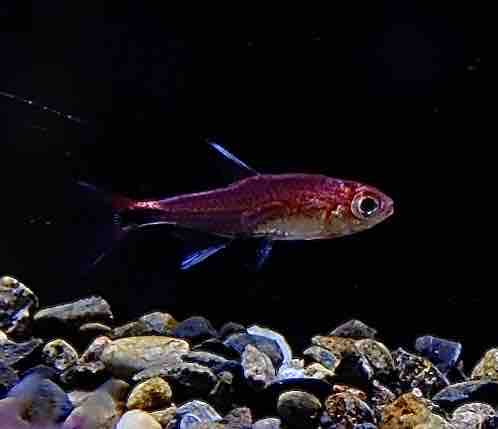 熱帯魚】 ダニオネラsp インド WILD 1匹 | 熱帯魚,ラスボラ